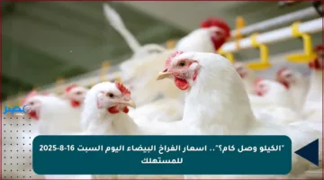 “الكيلو وصل كام؟”.. أسعار الفراخ البيضاء اليوم السبت 16-8-2025 للمستهلك